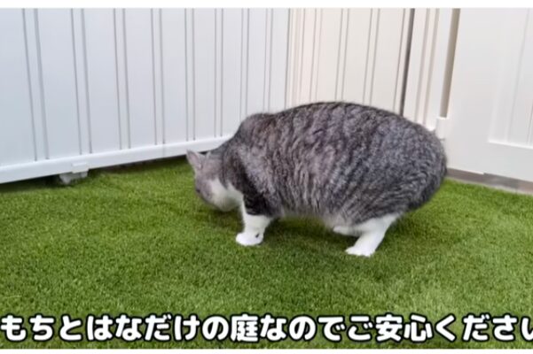 猫にとって過ごしやすそうな新居の画像