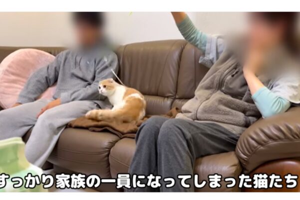 実家でくつろぐ猫の画像