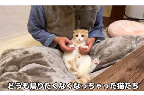 実家から帰りたがらない猫たちの様子